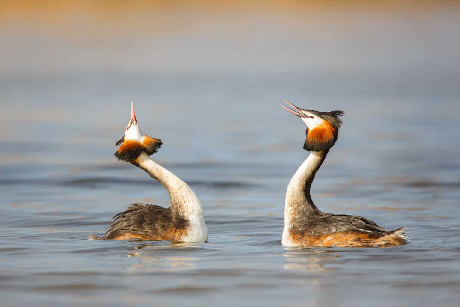 5 pájaros que parecen patos: un análisis detallado