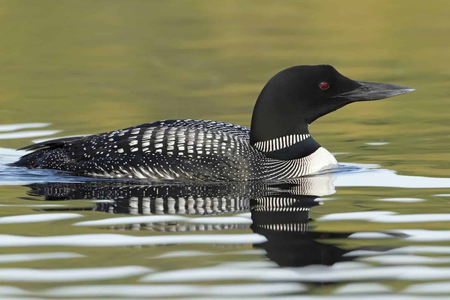 5 pájaros que parecen patos: un análisis detallado