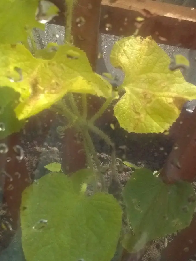 ¿Qué es un melón cornudo y cómo cultivarlo?