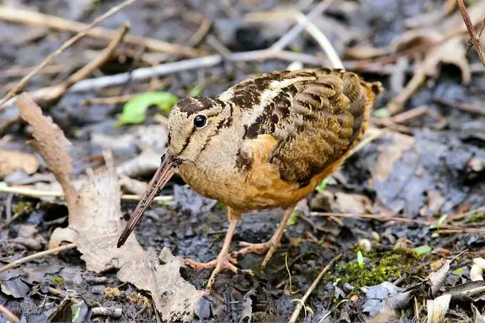 Aves de pantano: becada americana y agachadiza de Wilson
