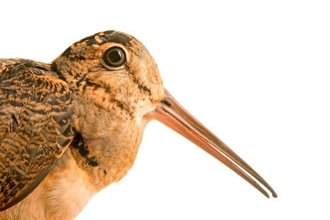 Aves de pantano: becada americana y agachadiza de Wilson