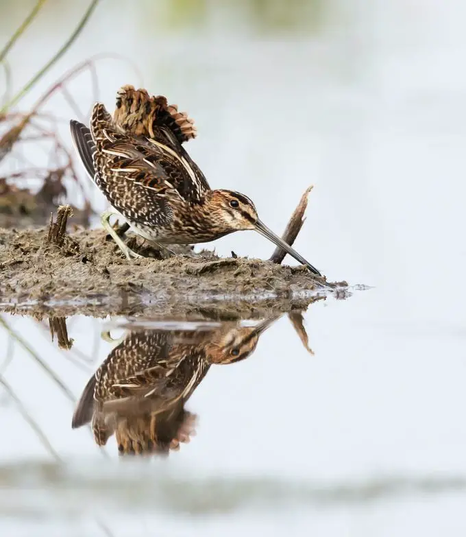 Aves de pantano: becada americana y agachadiza de Wilson