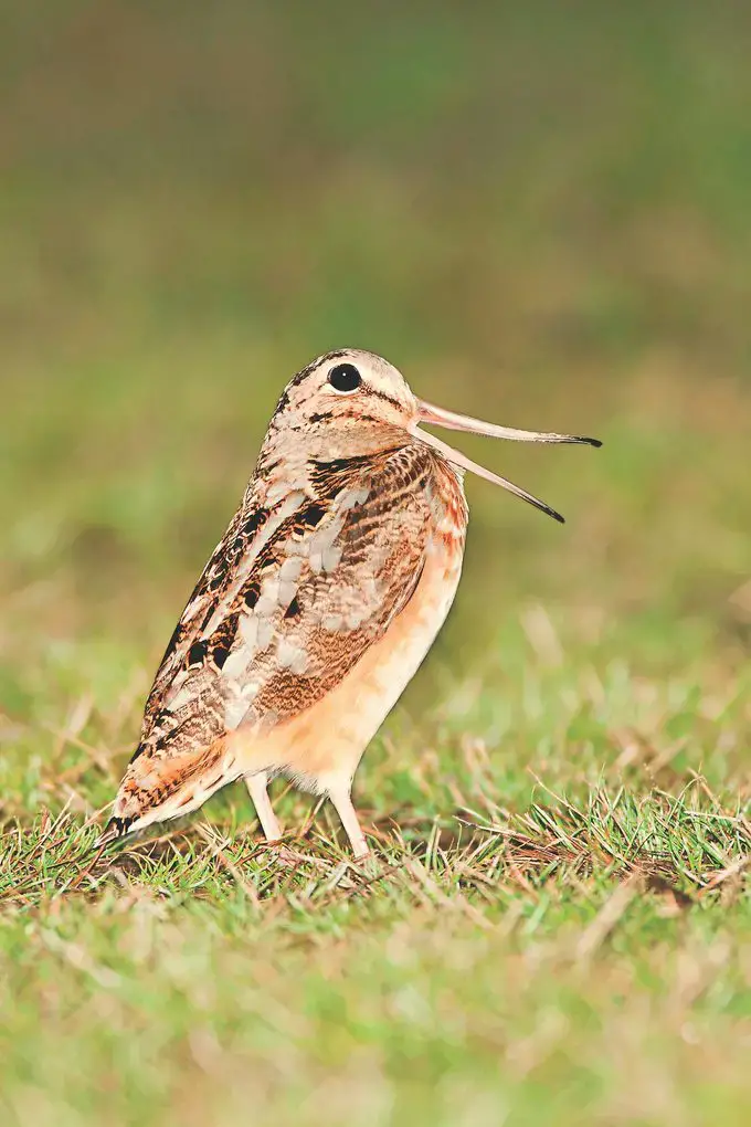 Aves de pantano: becada americana y agachadiza de Wilson