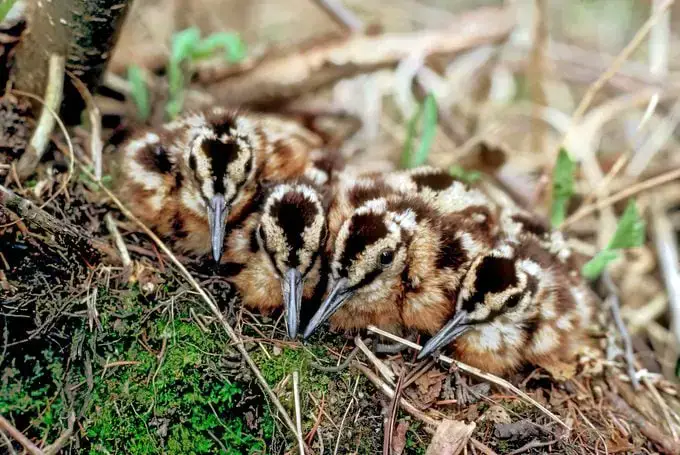 Aves de pantano: becada americana y agachadiza de Wilson