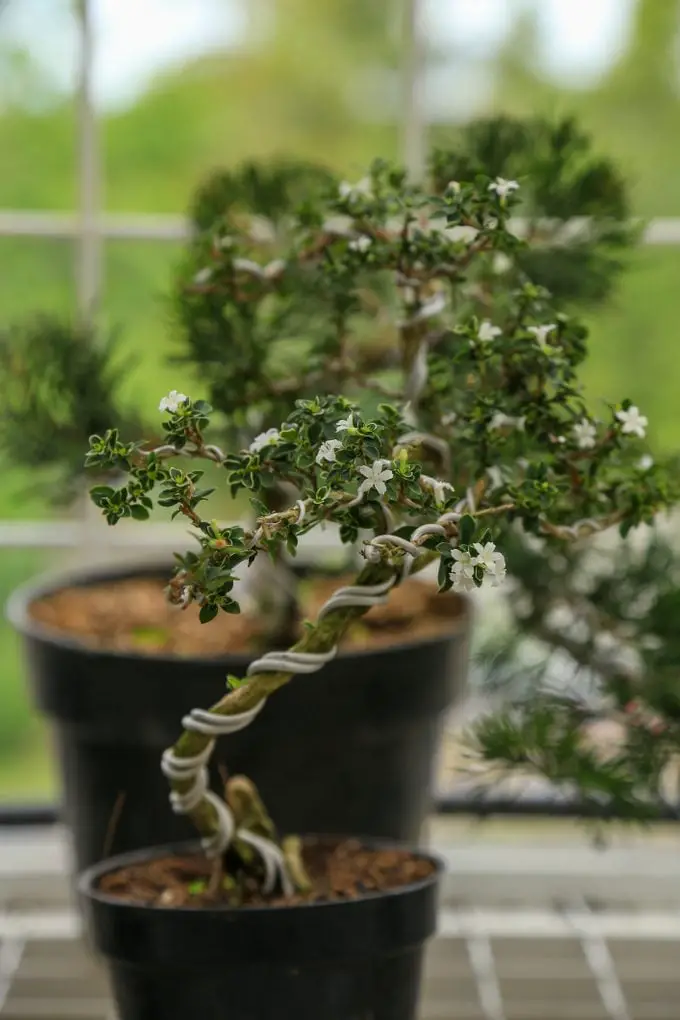 Serissa Bonsai: cuidado de la rosa solar japonesa