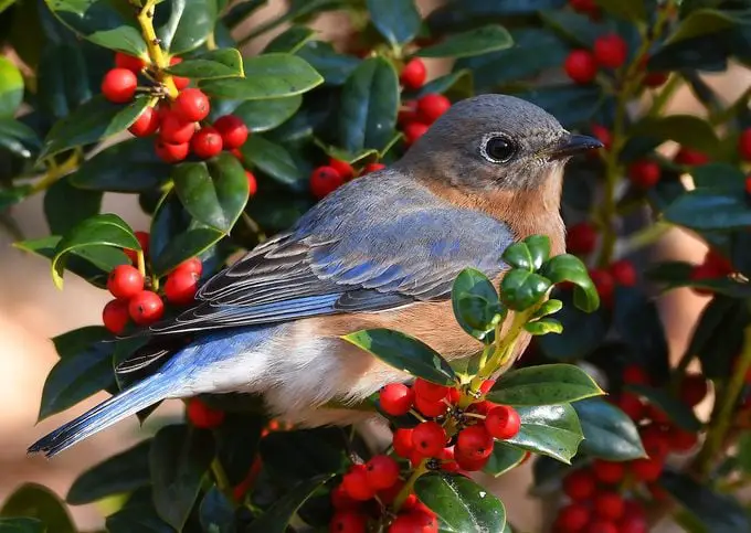 6 plantas perennes con beneficios para las aves durante todo el año