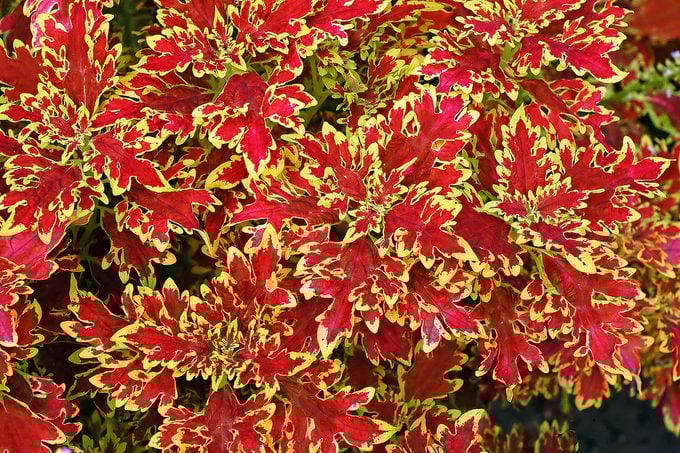 Las 15 mejores variedades coloridas de coleo para cultivar