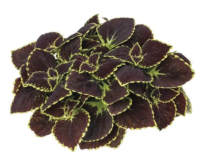 Las 15 mejores variedades coloridas de coleo para cultivar