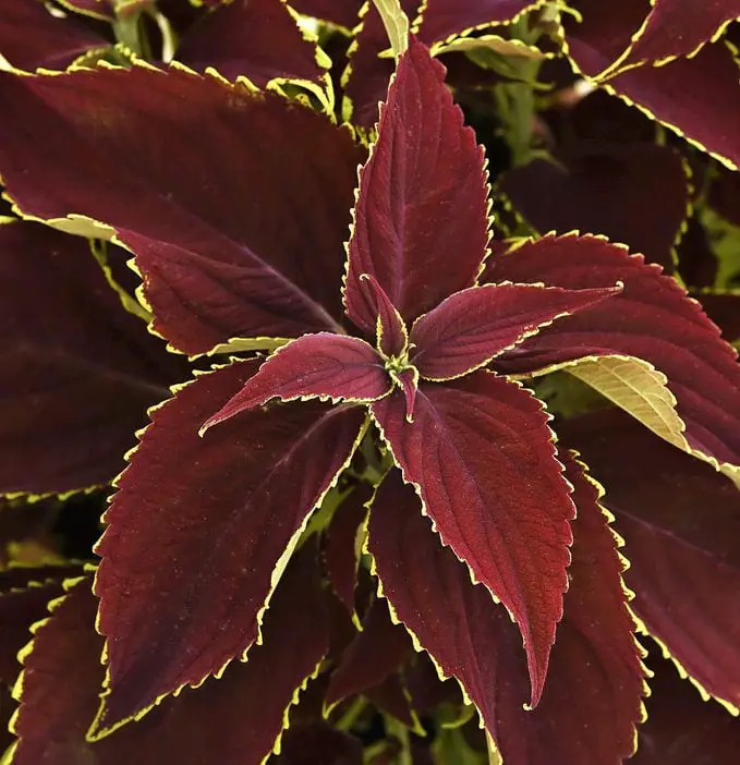 Las 15 mejores variedades coloridas de coleo para cultivar