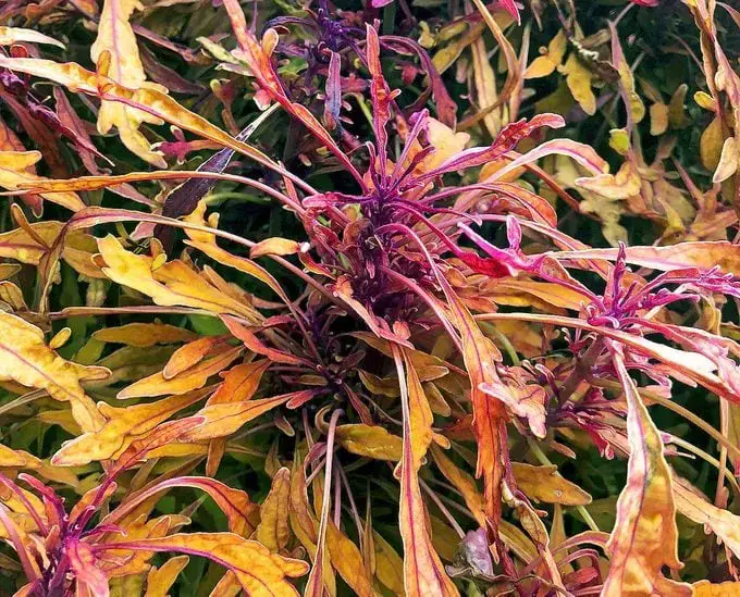 Las 15 mejores variedades coloridas de coleo para cultivar