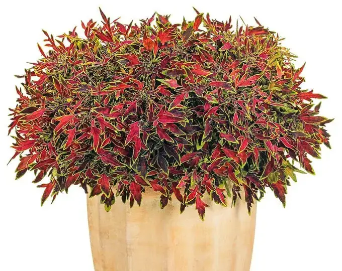 Las 15 mejores variedades coloridas de coleo para cultivar