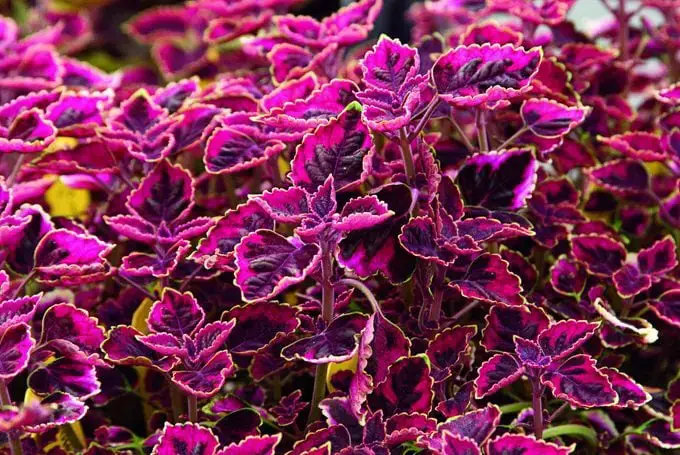 Las 15 mejores variedades coloridas de coleo para cultivar