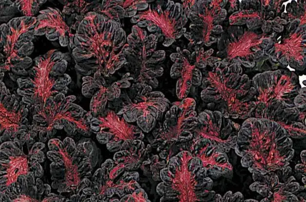 Las 15 mejores variedades coloridas de coleo para cultivar