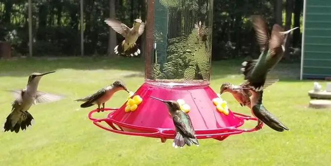 ¿Los colibríes son territoriales en comederos y flores?