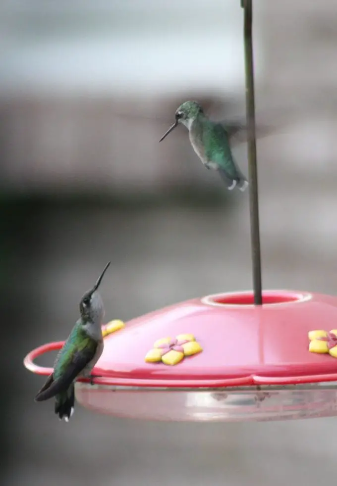 ¿Los colibríes son territoriales en comederos y flores?