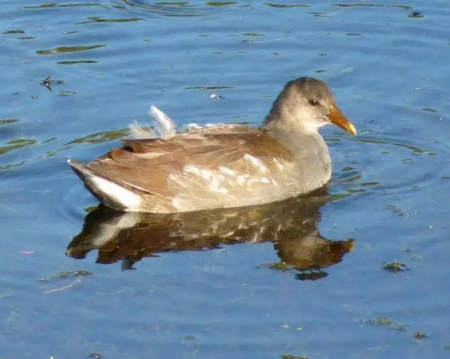 Un cambio de nombre: Gallinule común
