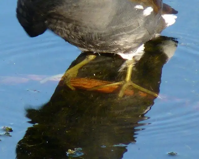 Un cambio de nombre: Gallinule común