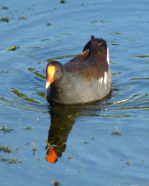 Un cambio de nombre: Gallinule común