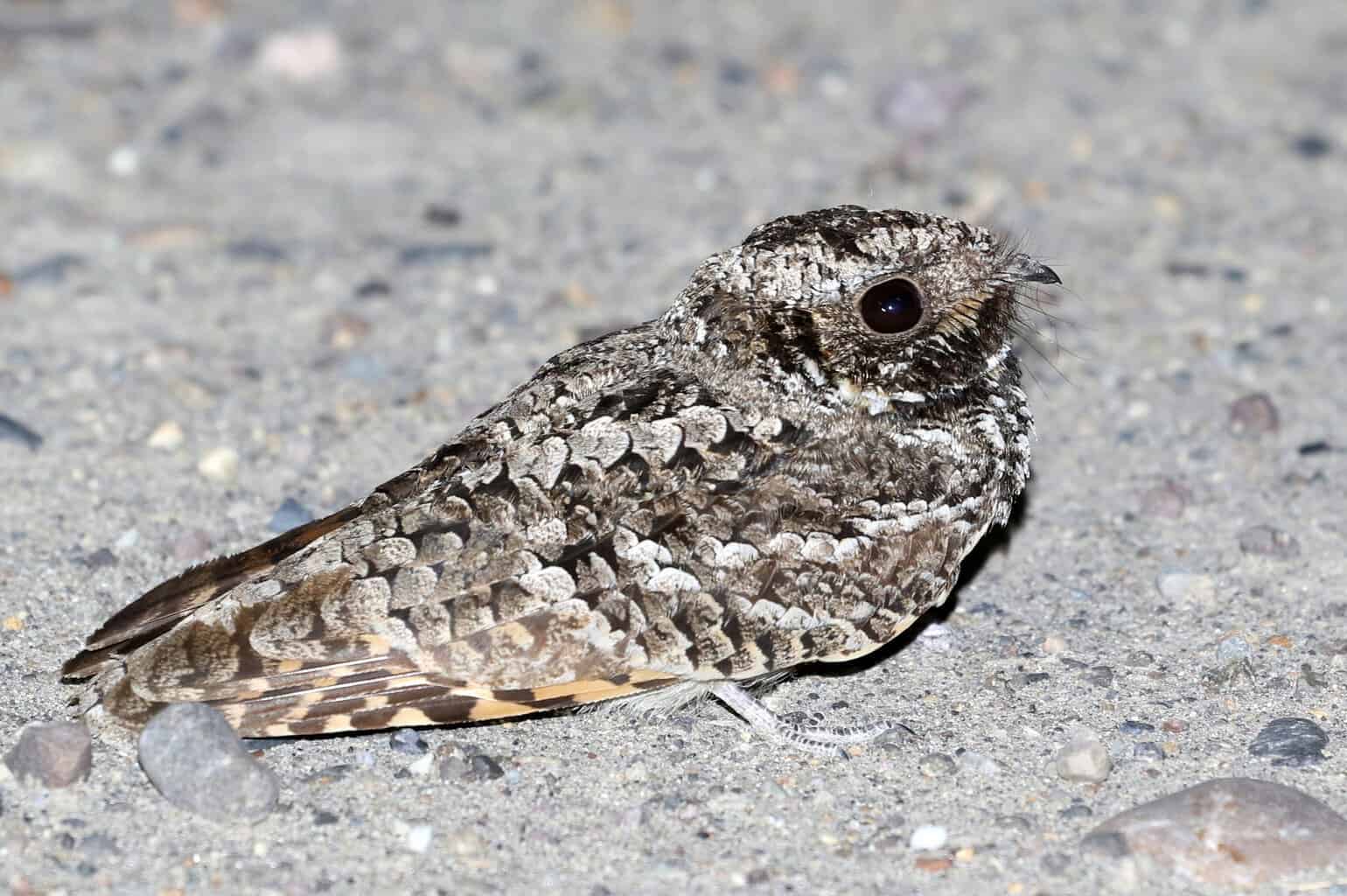 16 pájaros que cantan en la noche