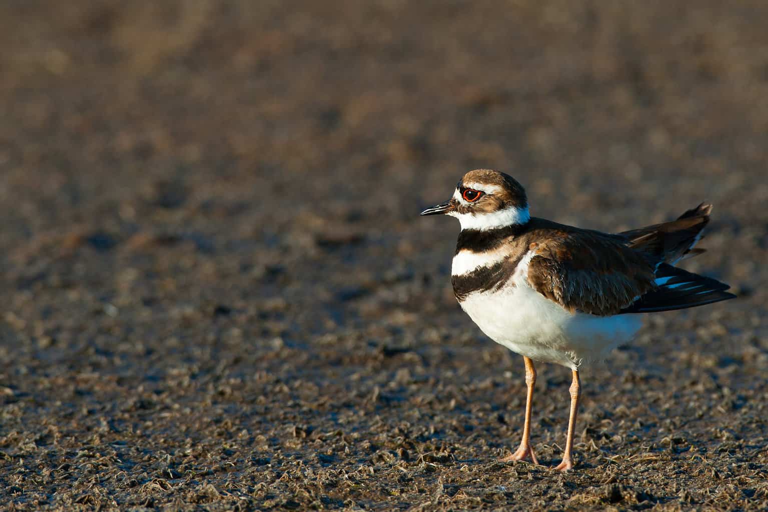 16 pájaros que cantan en la noche