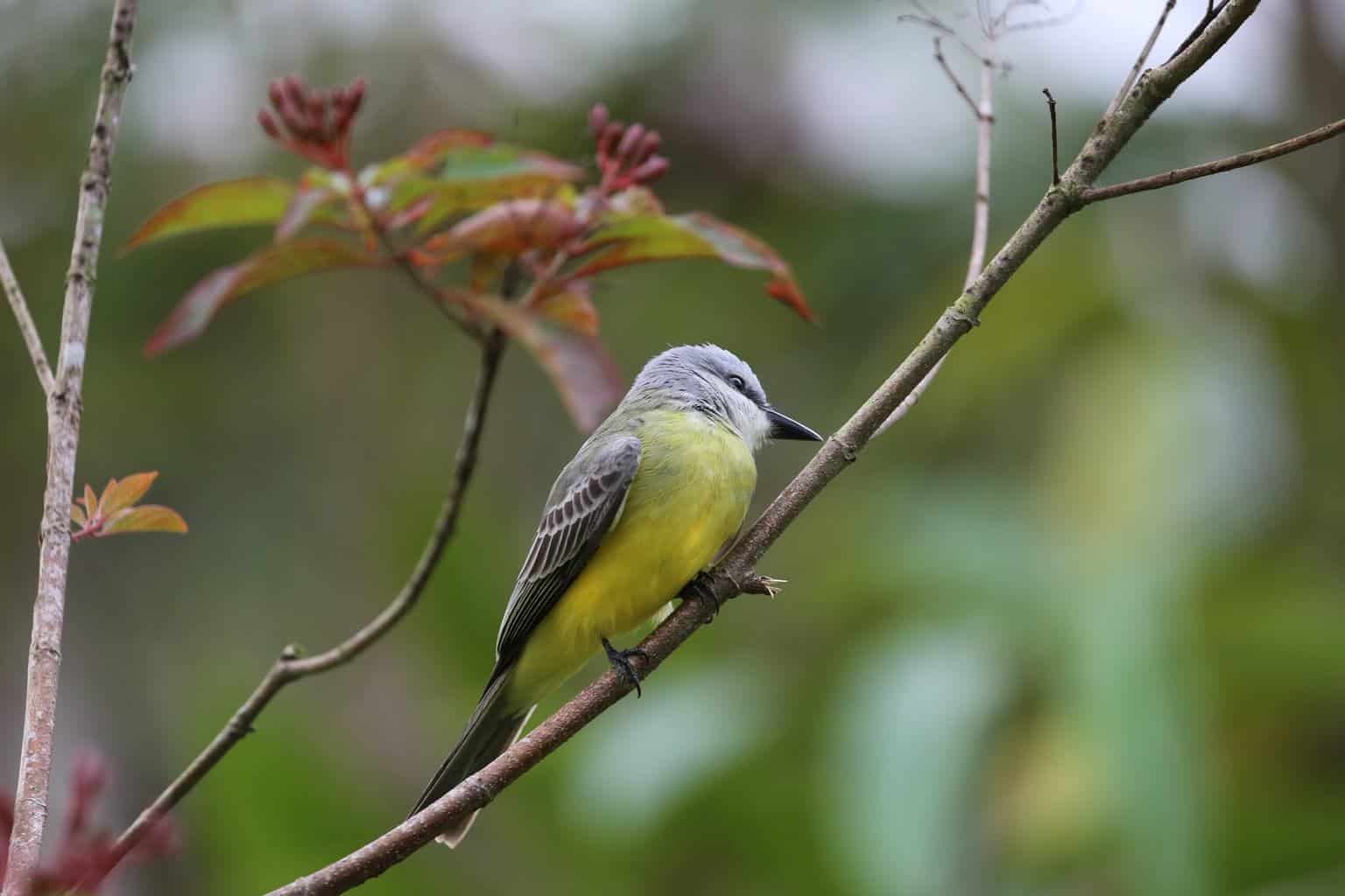 16 pájaros que cantan en la noche