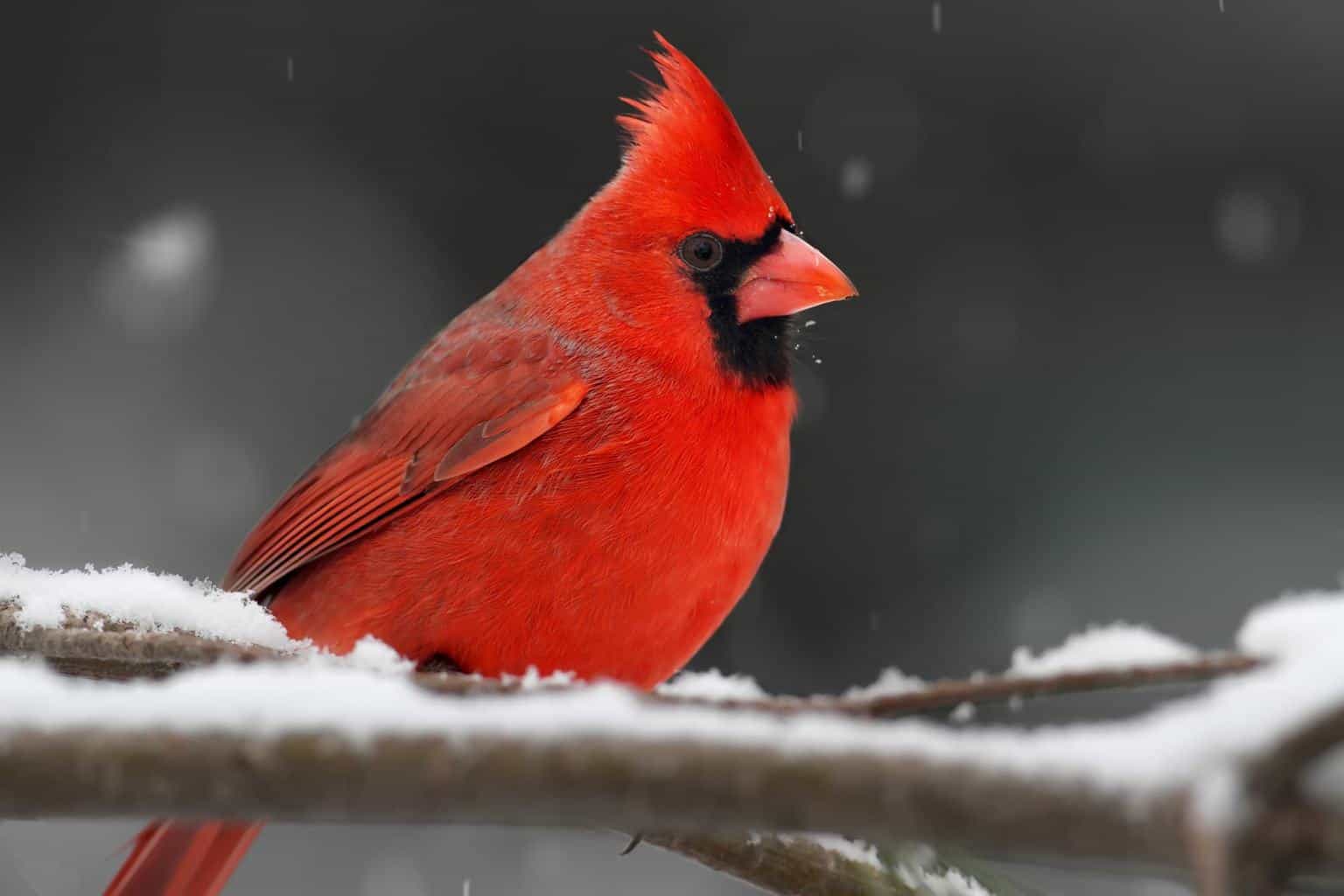 16 pájaros que cantan en la noche
