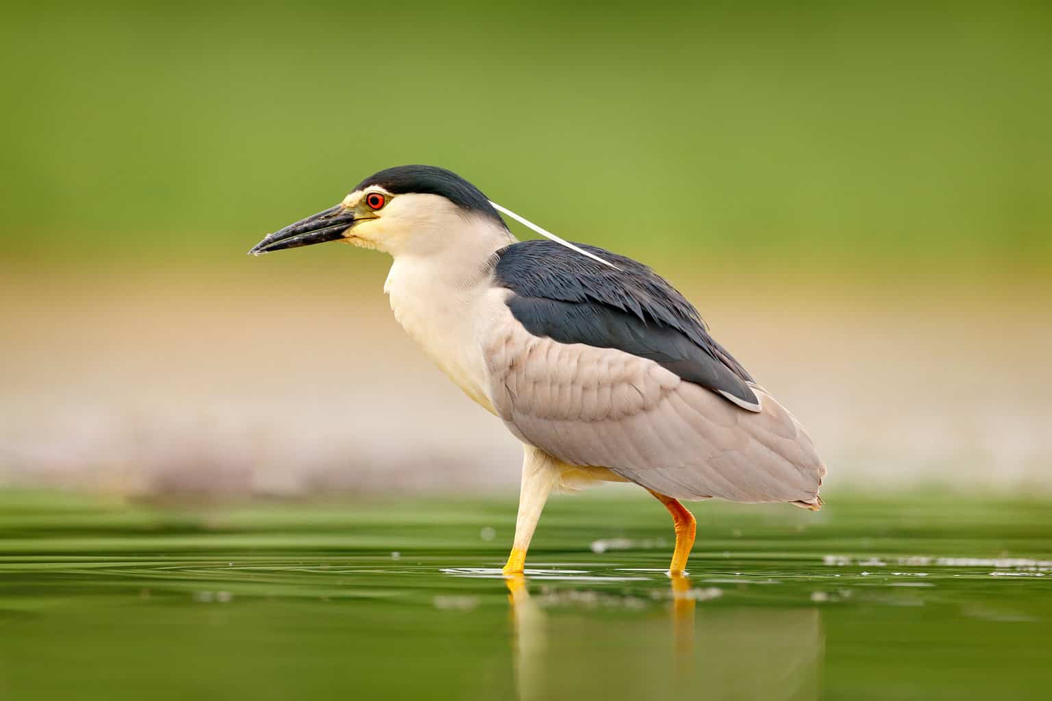 16 pájaros que cantan en la noche