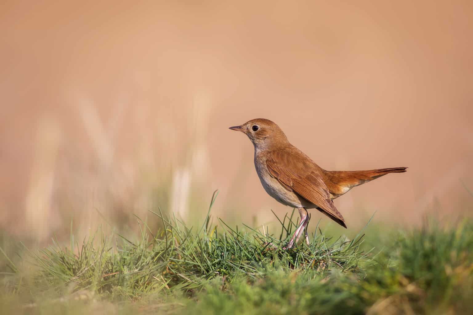 16 pájaros que cantan en la noche