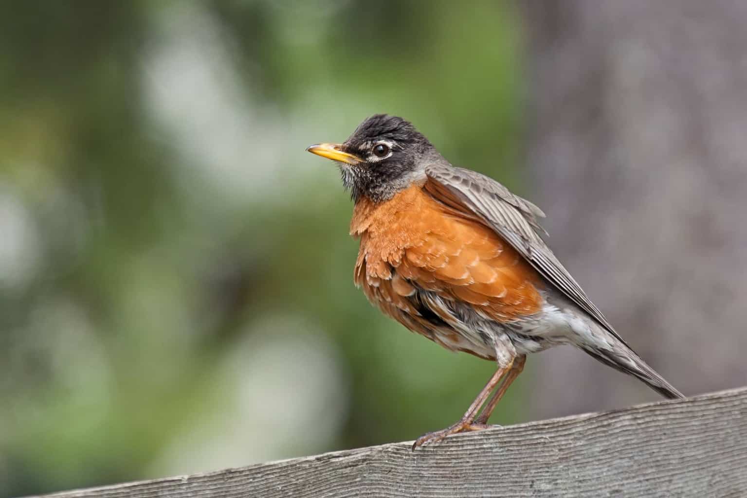Las 12 mejores aves que se parecen a las oropéndolas