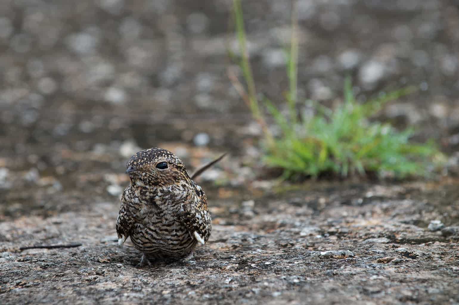 16 pájaros que cantan en la noche