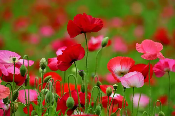 El otoño es el mejor momento para plantar semillas de flores de amapola