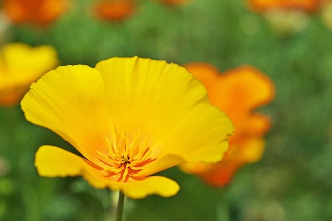 El otoño es el mejor momento para plantar semillas de flores de amapola
