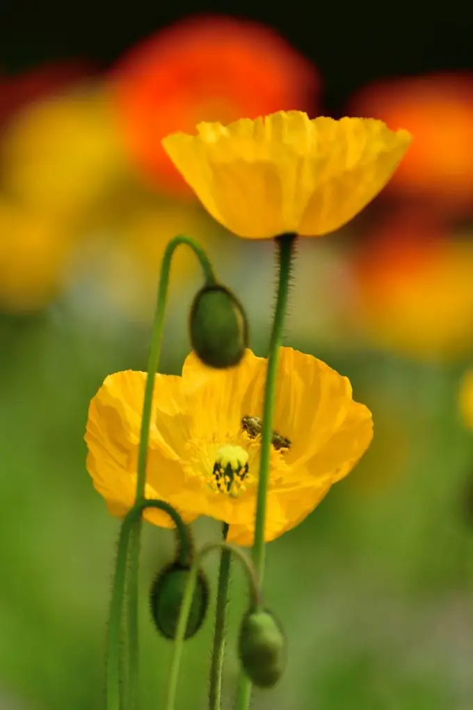 El otoño es el mejor momento para plantar semillas de flores de amapola