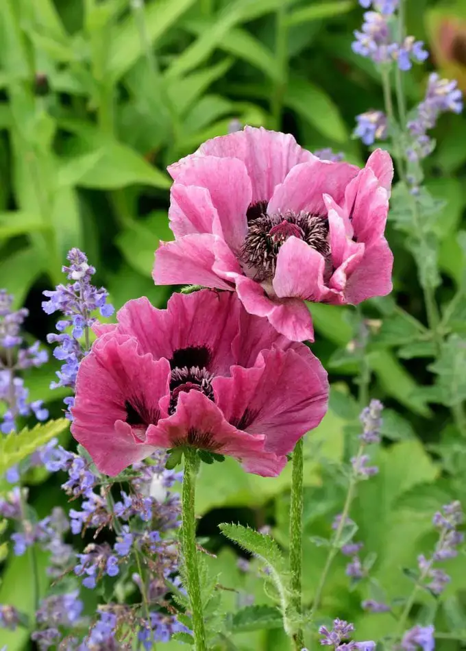El otoño es el mejor momento para plantar semillas de flores de amapola