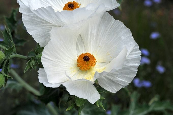 El otoño es el mejor momento para plantar semillas de flores de amapola