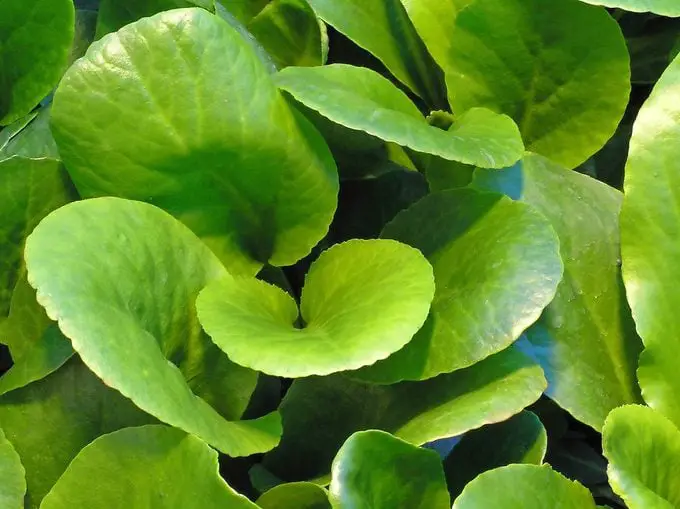 Consejos para plantas resistentes a los ciervos y disuasivos para ciervos