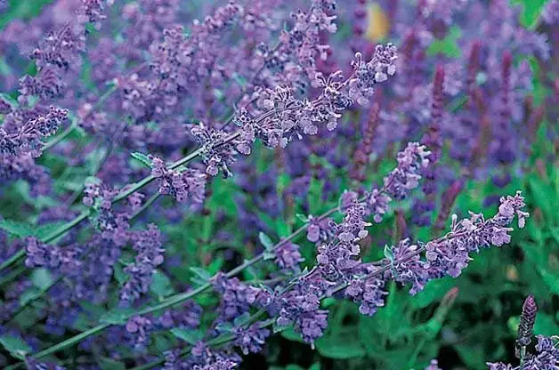 Consejos para plantas resistentes a los ciervos y disuasivos para ciervos