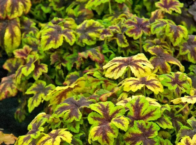 Consejos para plantas resistentes a los ciervos y disuasivos para ciervos