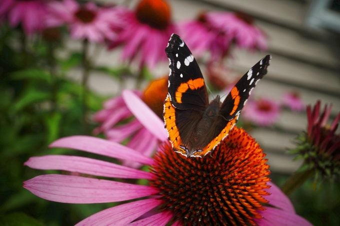 Consejos para plantas resistentes a los ciervos y disuasivos para ciervos