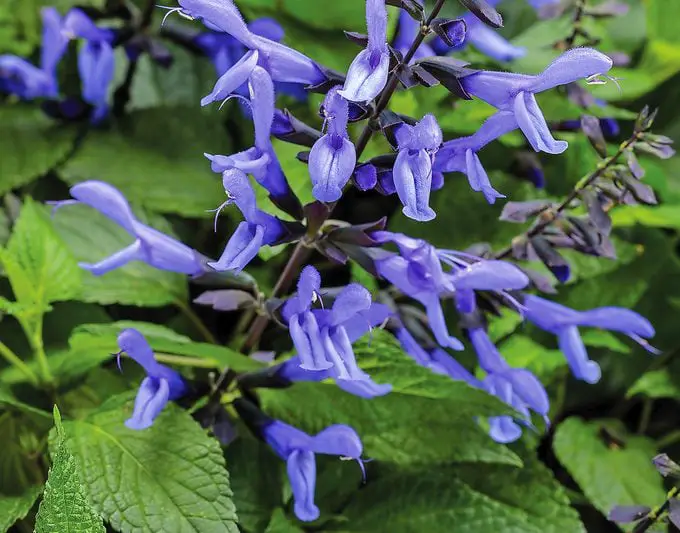 Consejos para plantas resistentes a los ciervos y disuasivos para ciervos