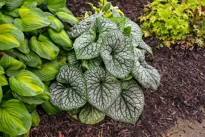 Consejos para plantas resistentes a los ciervos y disuasivos para ciervos