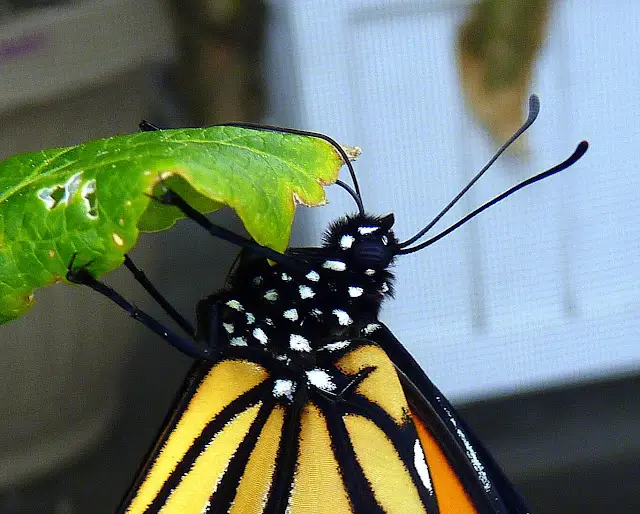 Atrayendo mariposas | Consejos simples para la fotografía de mariposas