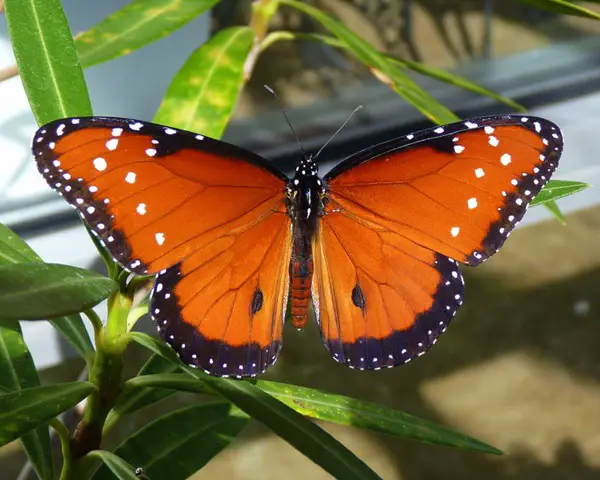 Atrayendo mariposas | Consejos simples para la fotografía de mariposas