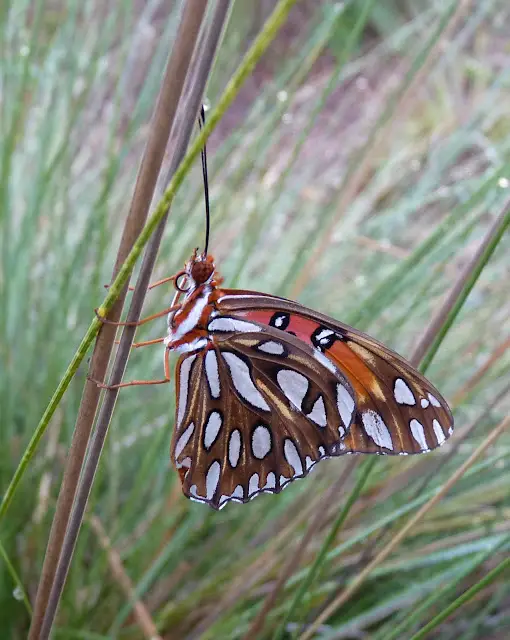 Atrayendo mariposas | Consejos simples para la fotografía de mariposas