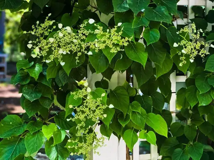 ¿La hortensia no florece? Esto es lo que debe hacer