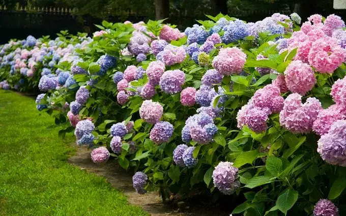 ¿La hortensia no florece? Esto es lo que debe hacer