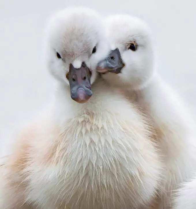 Aves en los libros: Aves famosas en la literatura