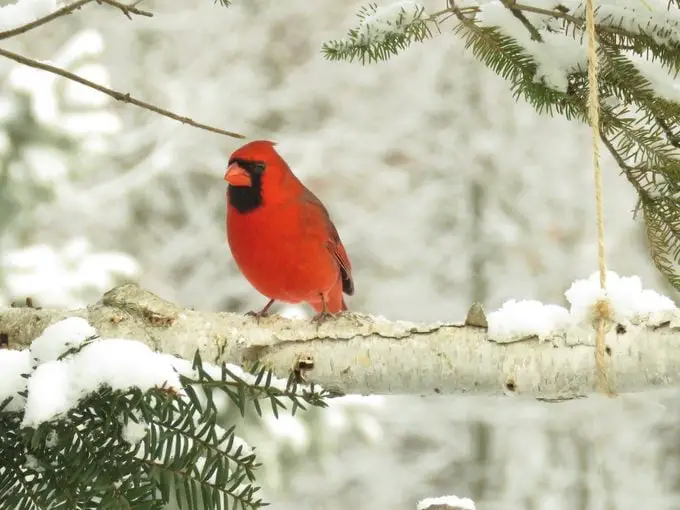 Si ves un cardenal, esto es lo que significa