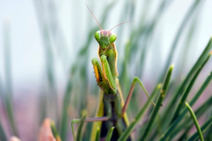 ¿Los avistamientos de mantis religiosa tienen significado?