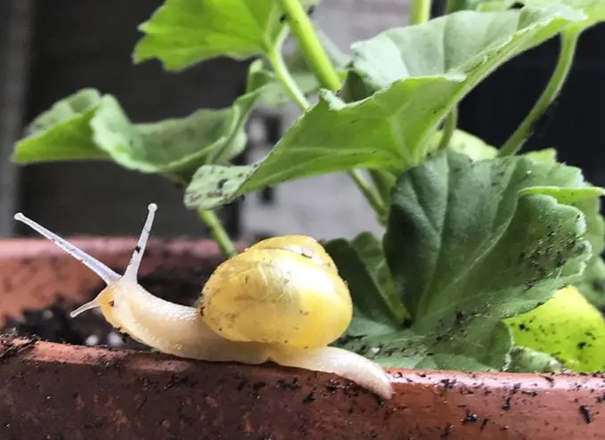 Cómo deshacerse de las babosas y caracoles en el jardín
